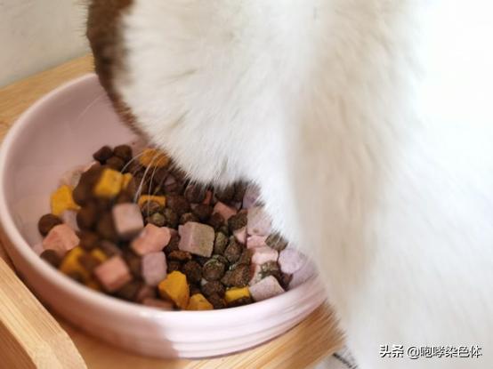 猫咪吃什么能够养颜美毛,猫咪营养补充剂防掉毛