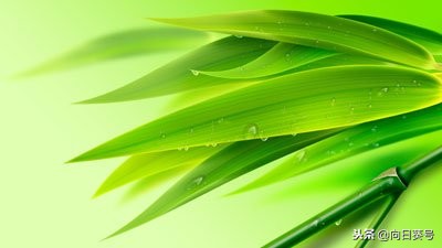每日一味中药竹叶柴胡,每日一药大全