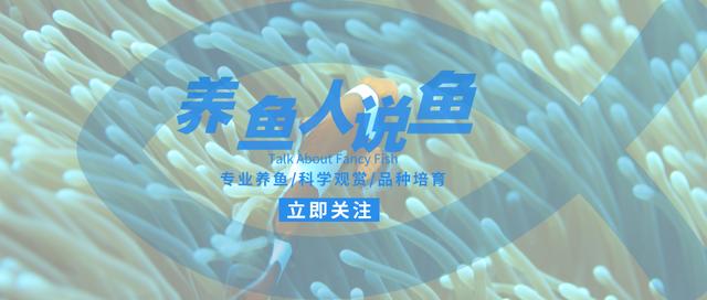 养狗的人能够遛狗，养鱼的人也能够遛鱼啊！这种骚操作你见过没？
