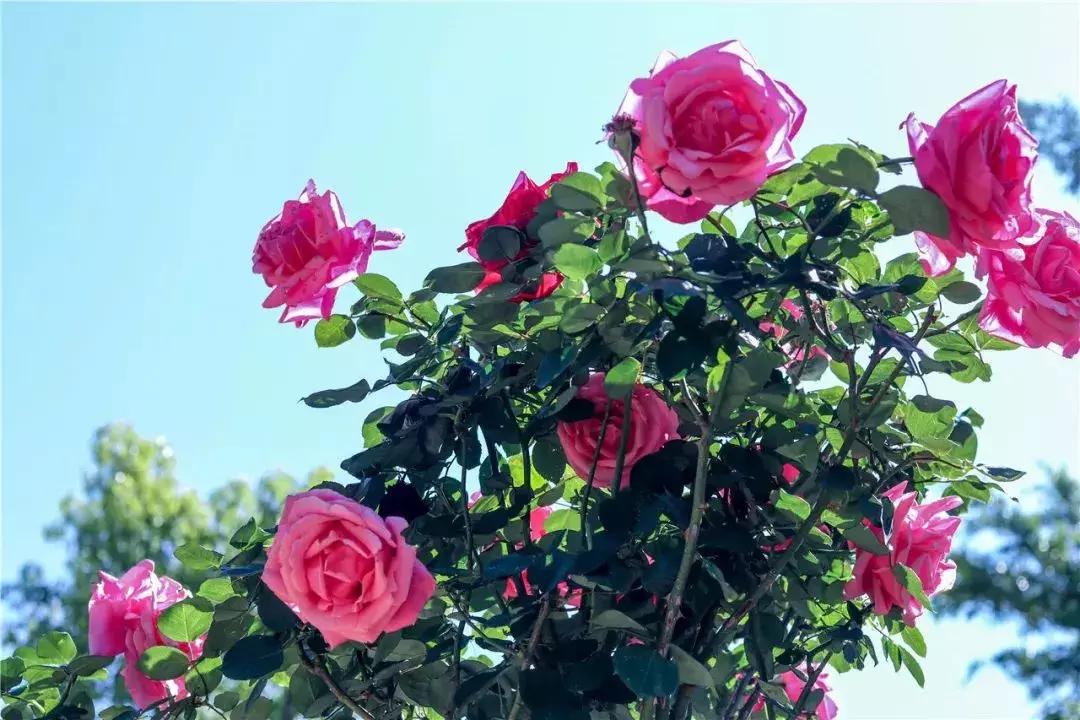 凉山州哪里能够赏花,西昌赏花攻略