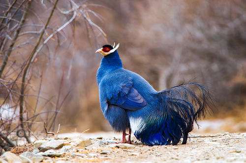东江揽胜,惠州淡水常见鸟类图谱