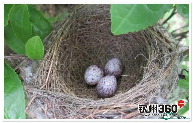 广西80后农村童年经典回忆,80后的童年回忆广西的农村生活