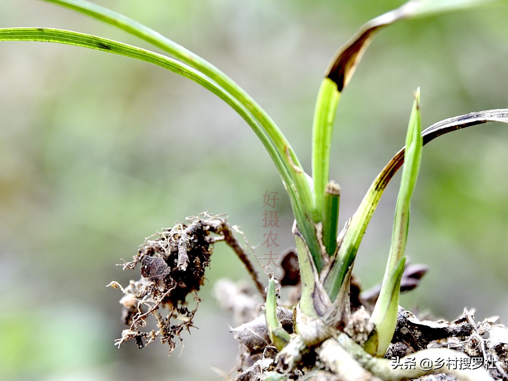 叶片起黑斑冬季爆发的兰花疾病,恶霉灵能治疗兰花叶片发黄黑斑吗