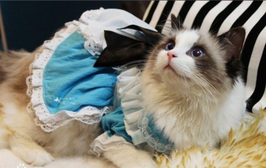 布偶猫奶猫多少钱一只,猫中贵族布偶猫