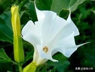 养蜂人最怕蜜蜂蛰,养蜂人最怕什么蜂