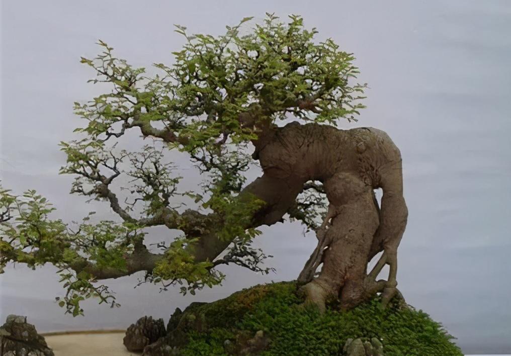 朴树下山桩上盆后如何裁枝,朴树合适种什么盆景