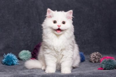 猫咪快乐向前冲,猫咪快乐就是这么简单