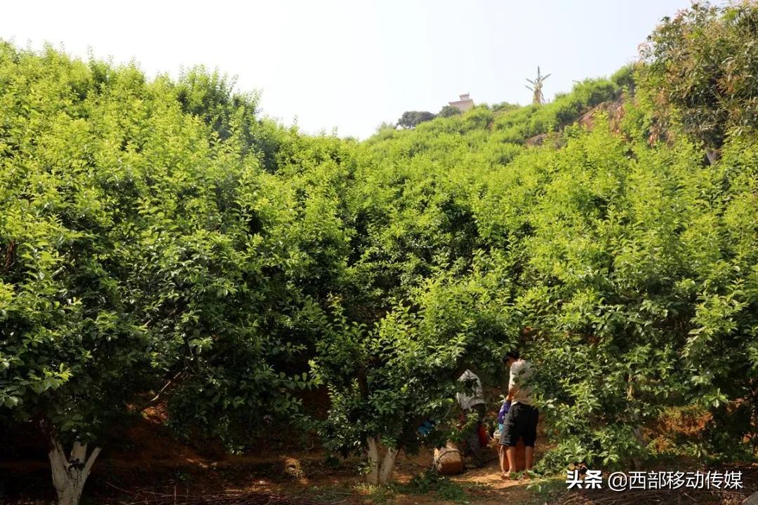 元江凉拌炸洋芋,云南拌水果怎么拌