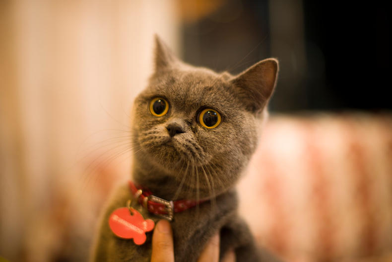 母猫发情那些事，猫奴一定要提前知道