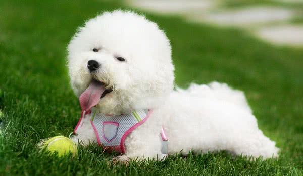 这几种狗狗最合适家养你get到了吗,合适楼房养的狗狗小型犬
