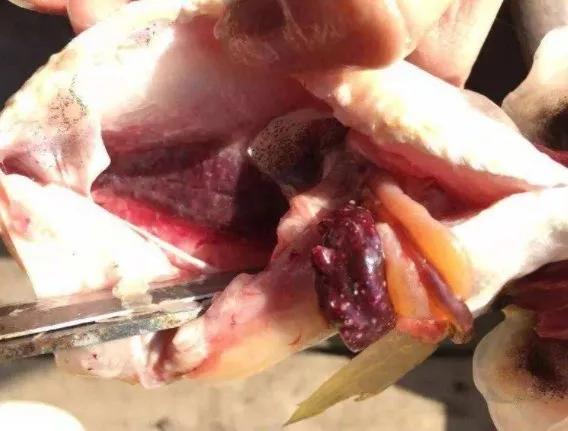 大黄鱼内脏也有白色结节？是什么原因造成的？