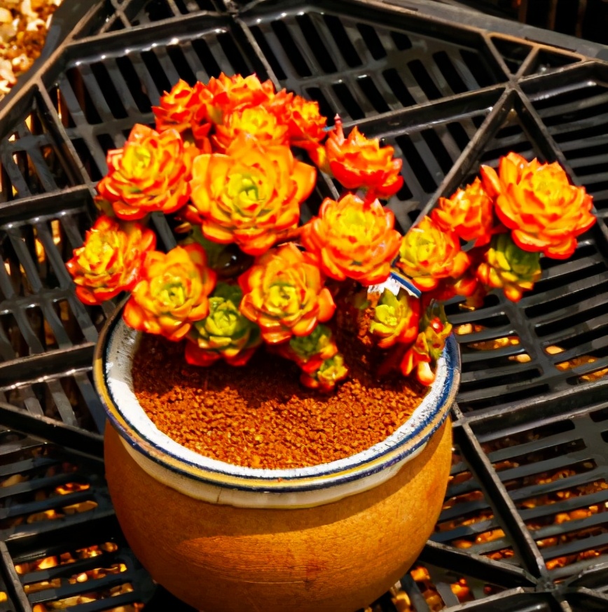 超全多肉术语42种多肉入门术语图文详解让你一文搞懂多肉术语