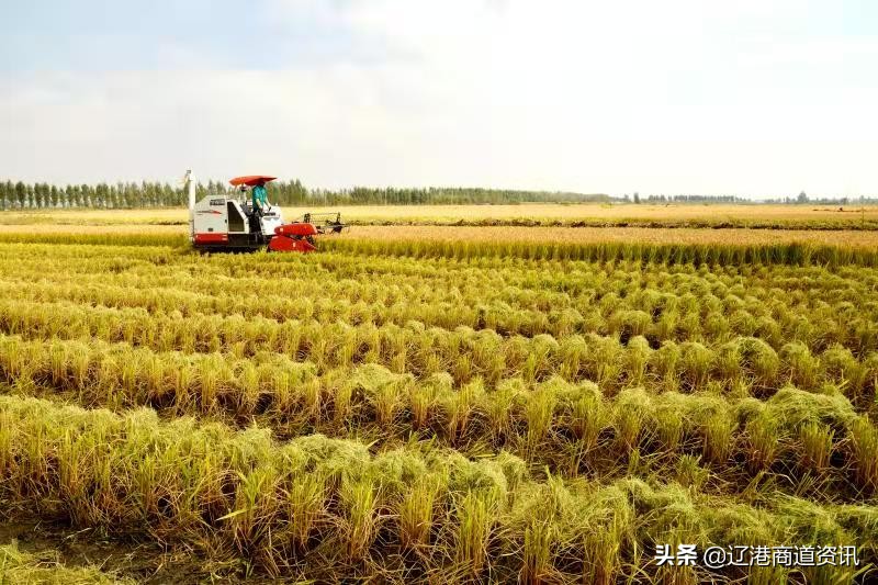 北國稻鄉大石橋：營口大米——鄉愁有味是甜香