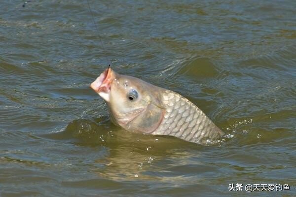 解析刮风对钓鱼的影响，什么风向鱼好钓，一看就知道