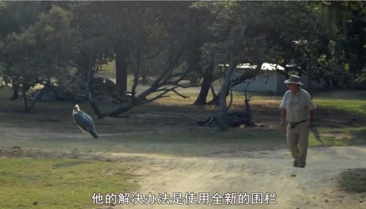 蜜獾为何如此凶猛,蜜獾那么凶猛真实的战斗力咋样