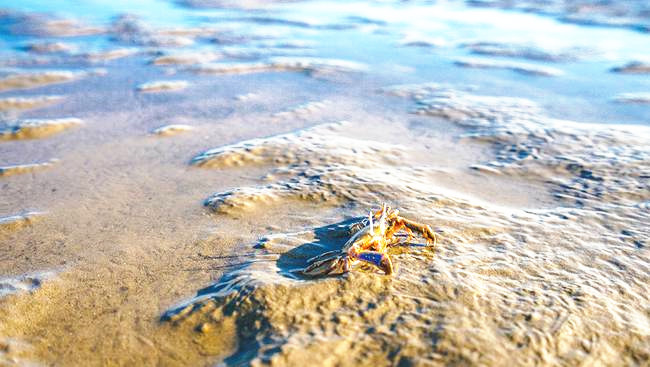 上海有好看的海边景点吗,上海好玩的海滩免费能够赶海