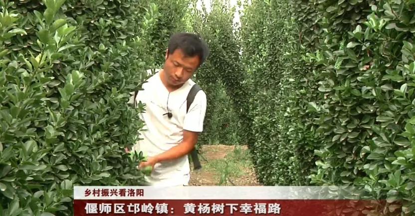 偃师区！美了！富了