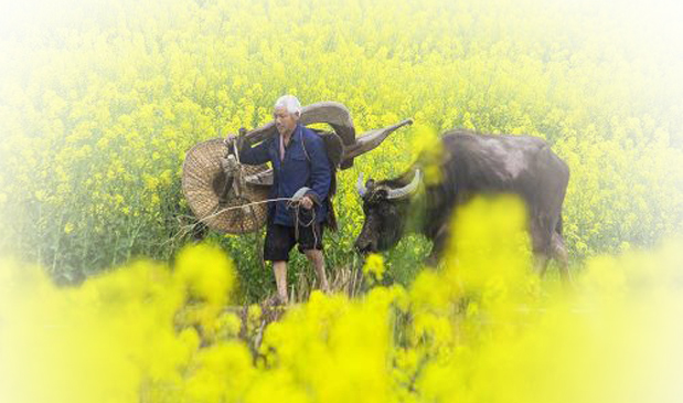 诗友原创诗歌分享,五月的唯美诗词散文