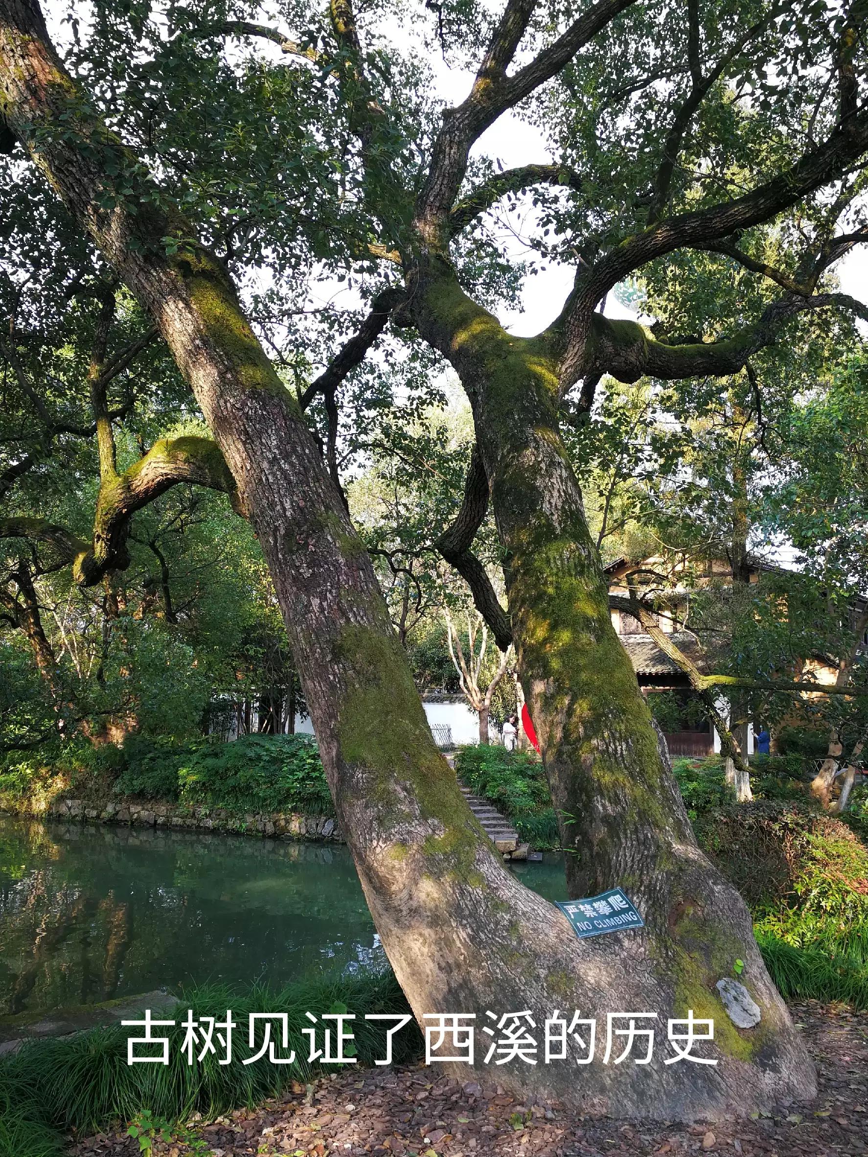 游览杭州西溪湿地，荡漾在四通八达的河道上，沁人心脾，一起看看