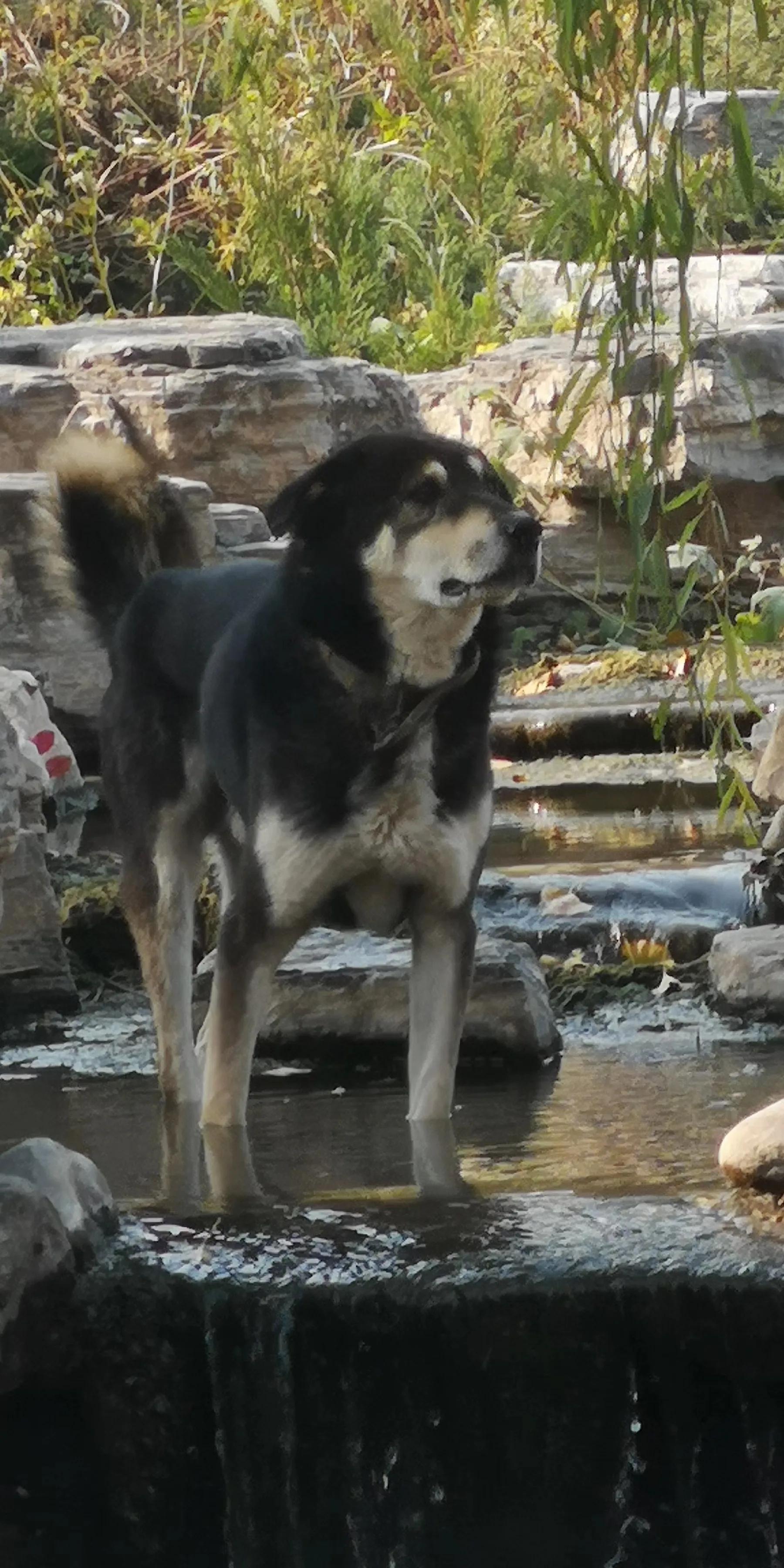 北方的四眼狗,童年的小四眼狗