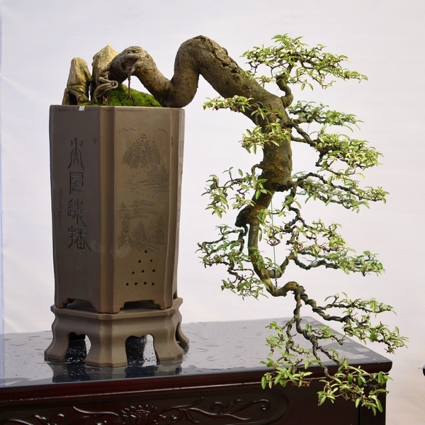 养花盆景的制作,如何制作观赏盆景教程