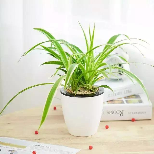 绿萝十大净化空气植物,好养合适新手净化空气的植物