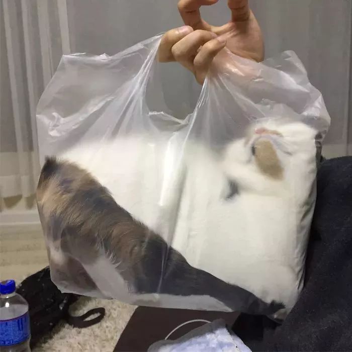 猫是固体还是液体,猫咪究竟是液体还是固体