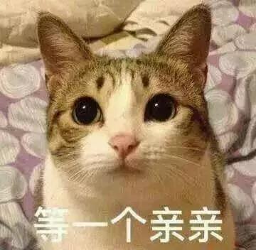 观赛指南决战,观赛指南夏季赛
