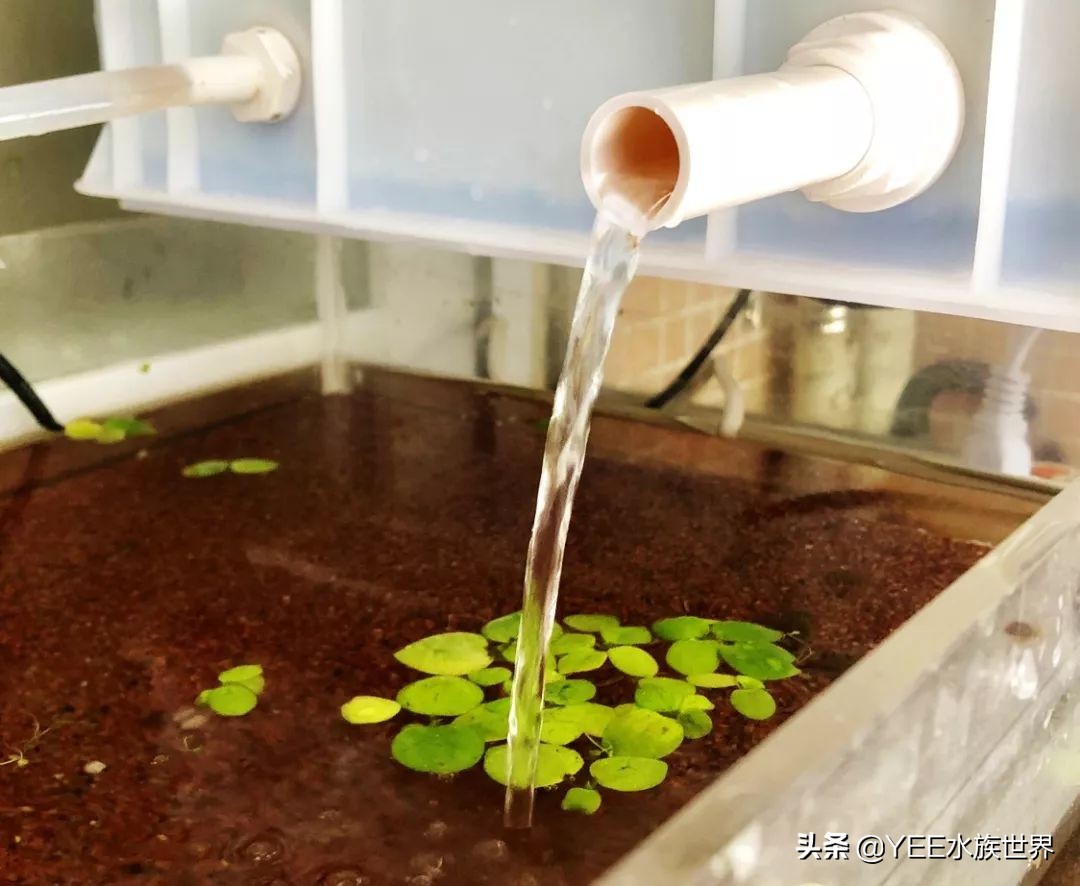 古法缸沼泽过滤植物推荐,沼泽过滤养鱼的制作方法