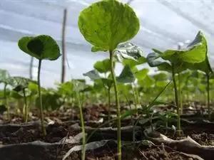 2022年家庭农场有土地流转补贴吗,有自己的农场如何申请补贴