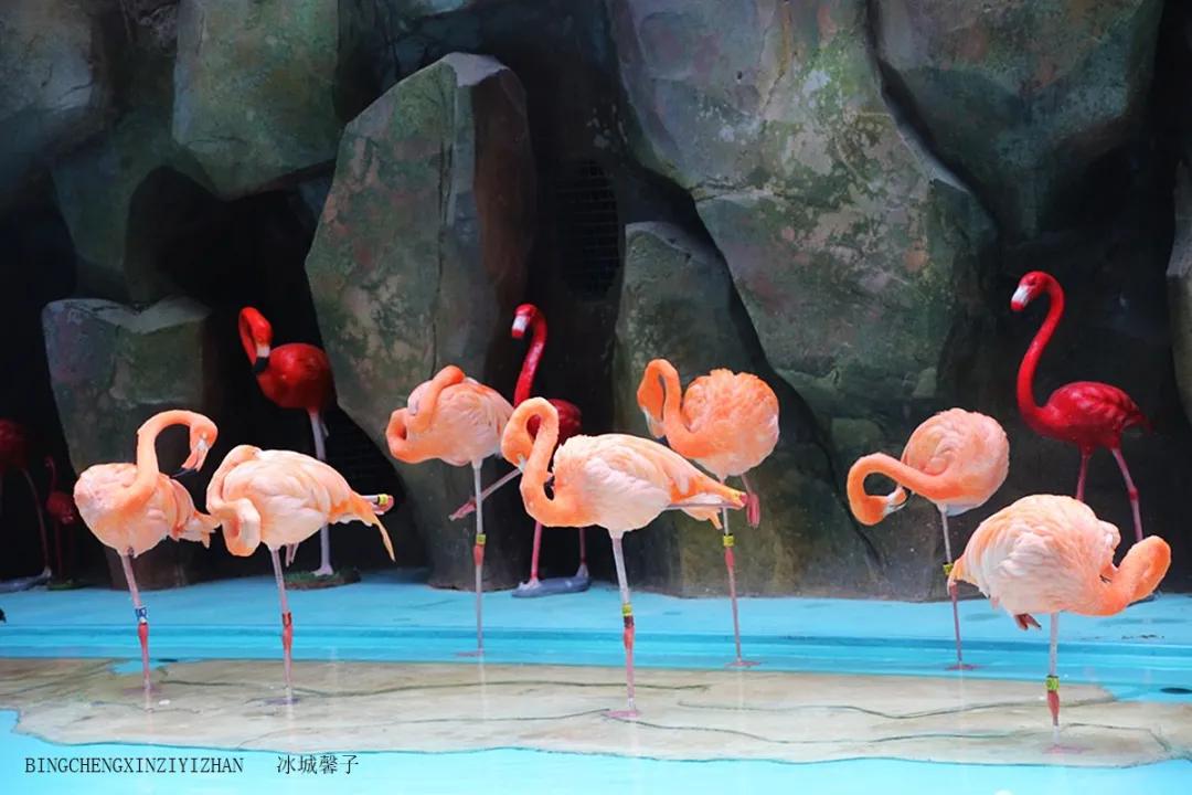 走进哈尔滨完全视频,走进哈尔滨海洋馆
