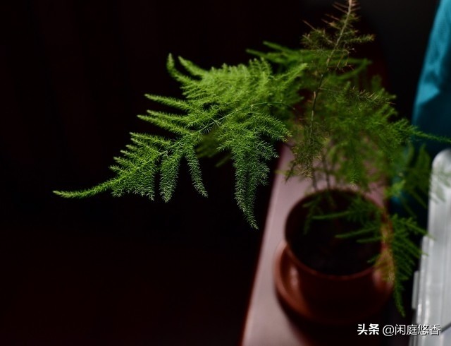 100种常种花卉养护秘籍,20种花卉浇水保养法