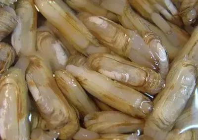 为什么烟台海边出现那么多海鲜,烟台的海为什么冒出那么多海鲜