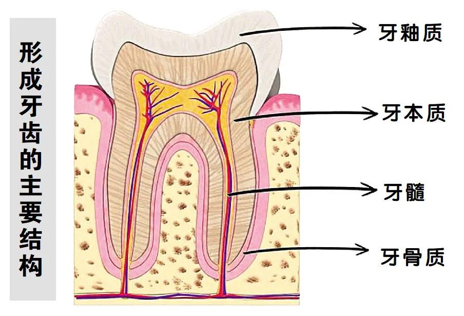 姚晨的牙齿怎么回事,姚晨育儿全过程