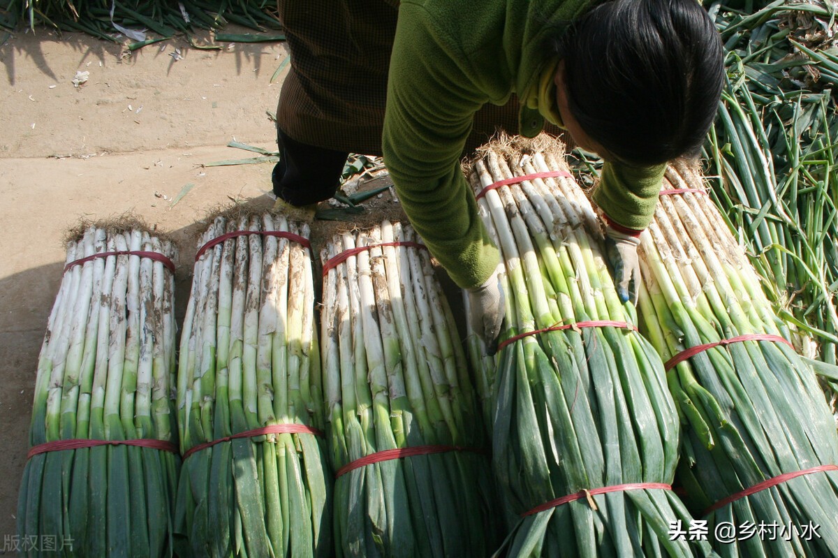 怎么才能种好大葱,怎样种植的大葱才能长得快