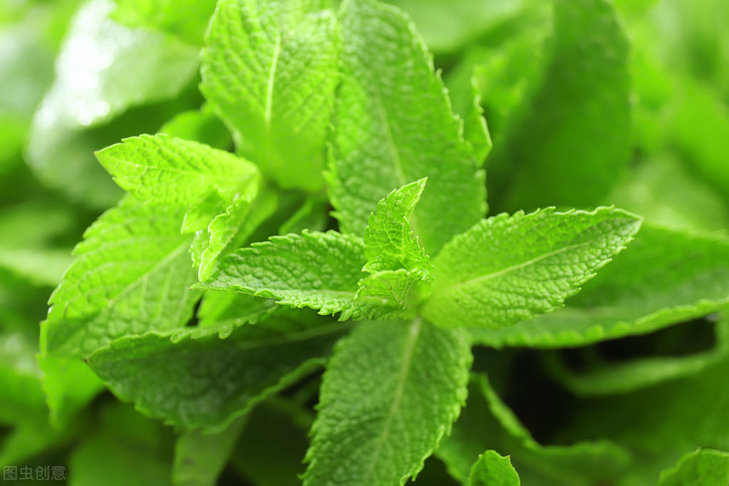 安徽亳州中药材市场价格,亳州中药材市场行情