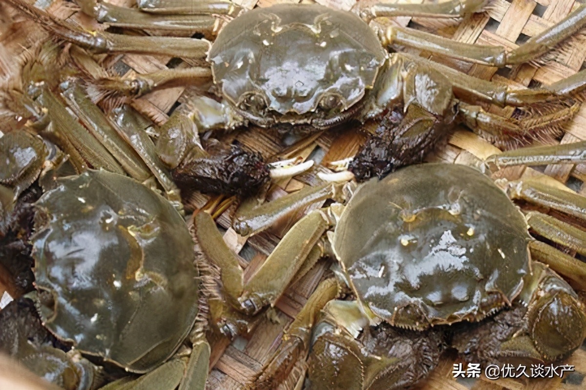 北方合适养殖什么水产品种,没有养殖经验的合适养殖什么水产