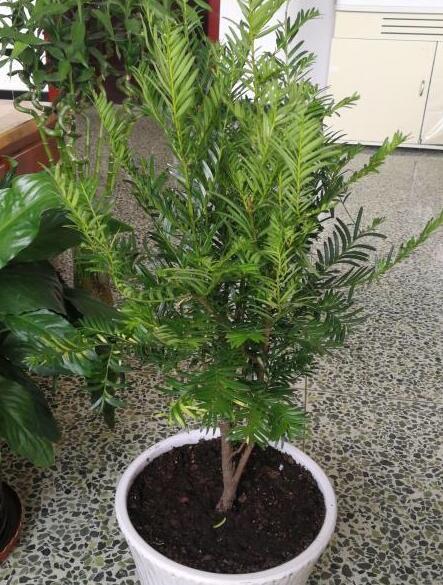 红豆杉的果实能吃吗功效与功能,红豆杉与红豆杉果实哪个功效好