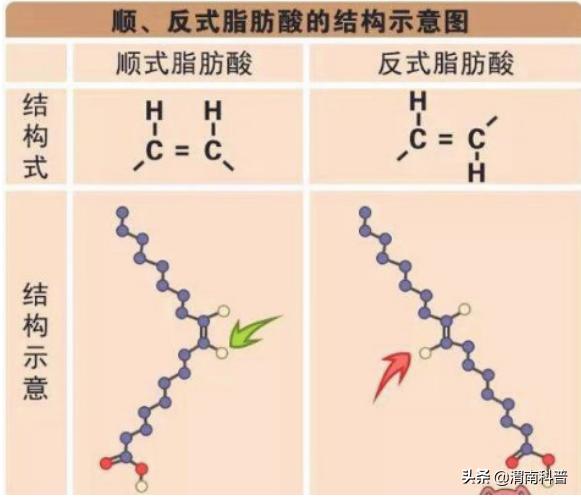 人体所需的三种必需脂肪酸,人体必需的脂肪酸有哪些种类
