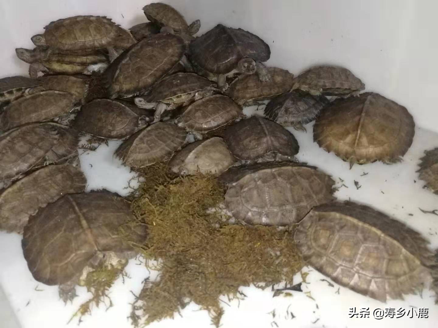 亚洲巨龟蛋孵化时间,亚巨龟怎么孵化