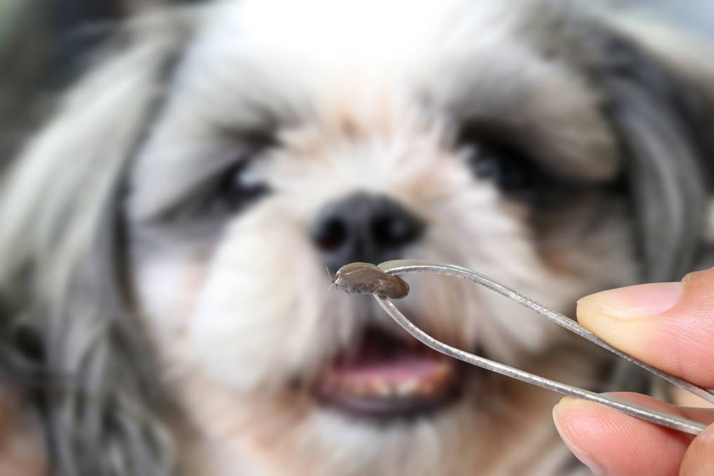 狗狗毛发里有螨虫怎么办,狗狗远离蜱虫