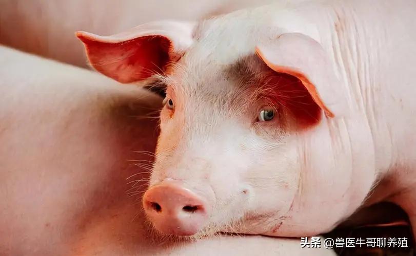猪有点咳嗽用什么药拌料,猪咳嗽的厉害怎么办