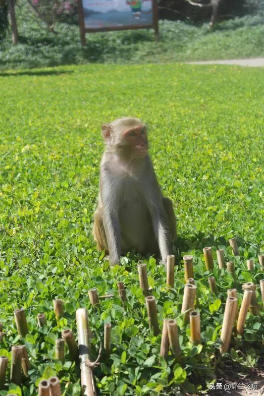 海南南湾猴岛上的猴子,海南著名的南湾猴岛在哪里