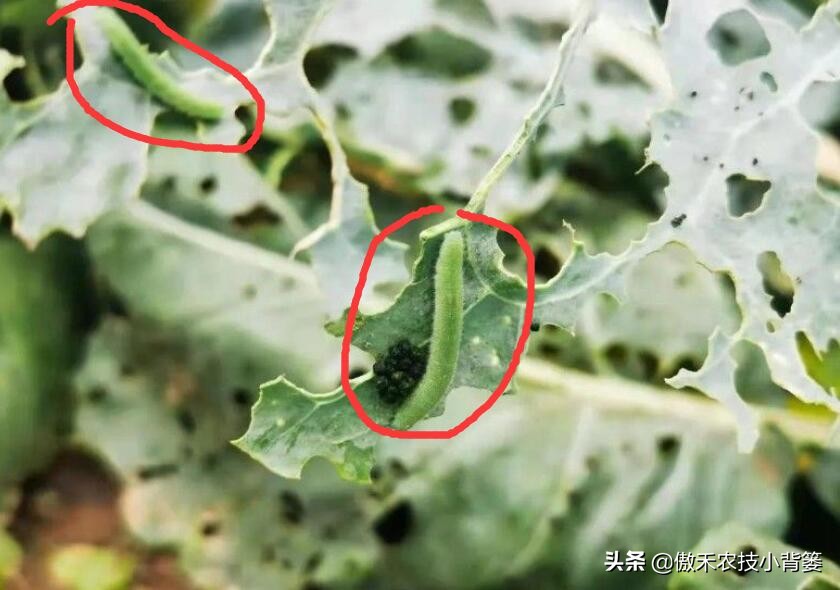菜上的小青虫怎么治,菜青虫主要危害什么蔬菜