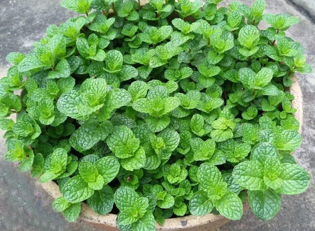 怎样才能养好薄荷叶盆栽,如何养护薄荷绿植
