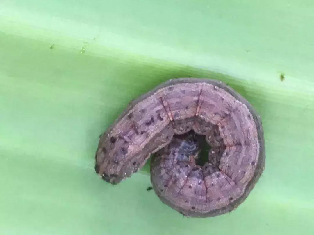 草地贪夜蛾田间危害,贪夜蛾防治方法