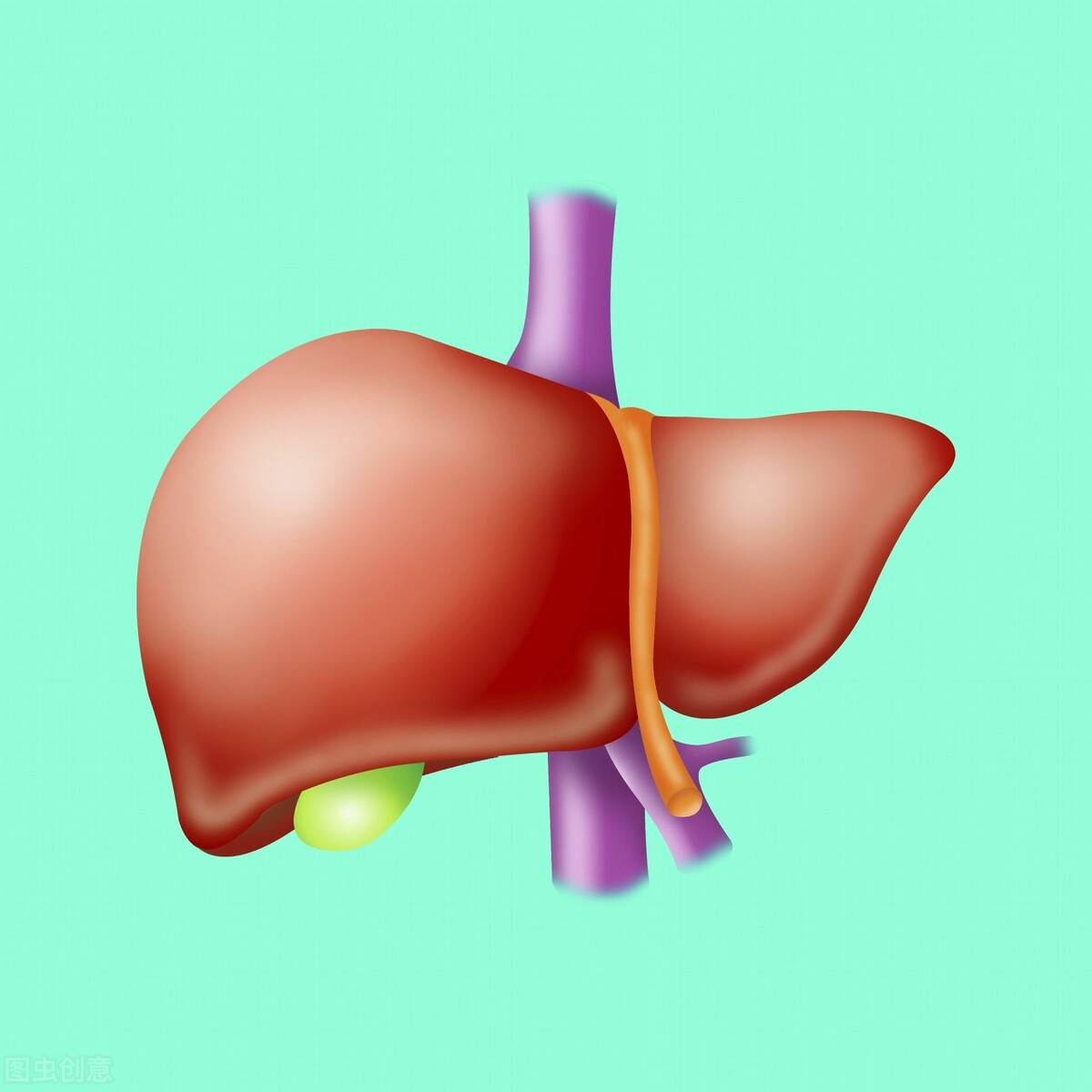 甲状腺乳腺结节吃中药调理有用吗,甲状腺结节和乳腺增生怎么造成的