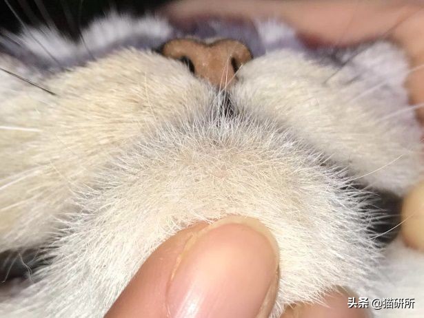 每天15分钟，医生手把手教你做17项猫咪全身检查
