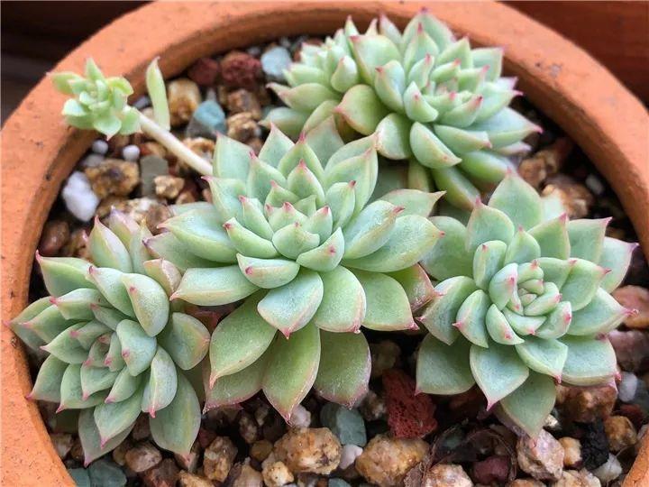 什么多肉夏天也能够继续生长,教你十大多肉养护技巧