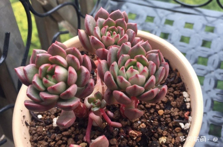 不管什么多肉都合适叶插吗,不管什么多肉都能够变老桩吗